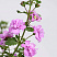 Бакопа Scopia Double Pink