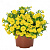 Калибрахоа Aloha Double Yellow