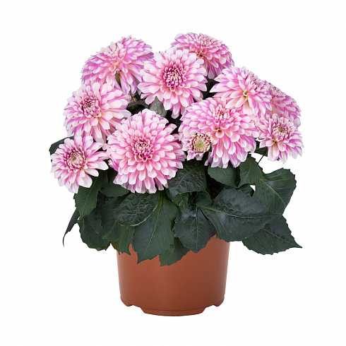Георгина Hypnotica® Rose Swirl