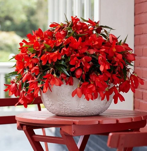 Бегония Ампельная Waterfall Encanto Red