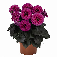 Георгина Temptation Purple