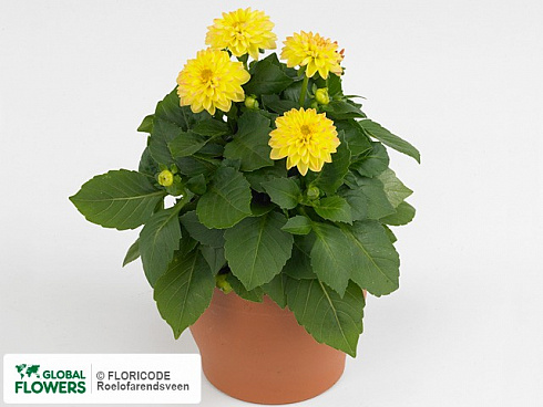 Георгинf Labella Piccolo Yellow