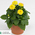 Георгинf Labella Piccolo Yellow