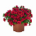 Калибрахоа Aloha Double Red