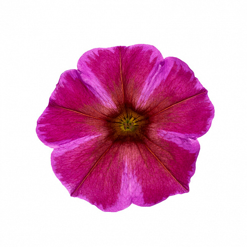 Петхоа BeautiCal Rose Star