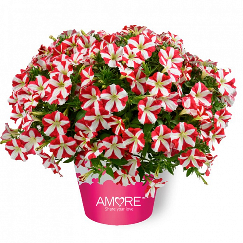Петуния Amore King of Hearts