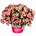 Петуния Amore King of Hearts