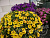 Калибрахоа Rainbow Yellow